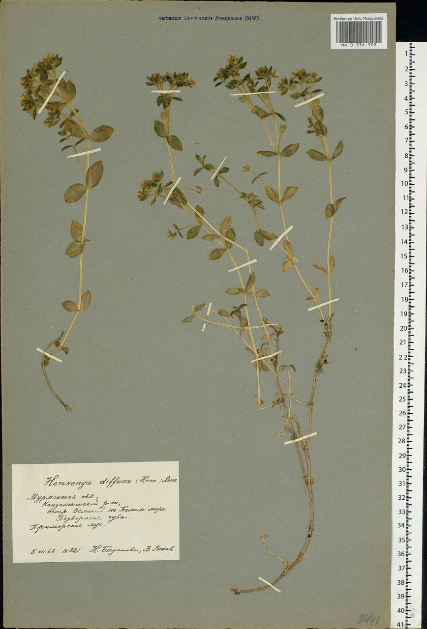 Minuartia diffusa, Eastern Europe, Northern region (E1) (Russia)