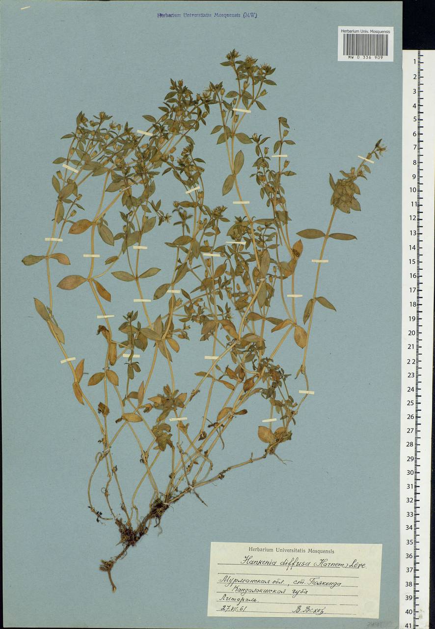 Minuartia diffusa, Eastern Europe, Northern region (E1) (Russia)
