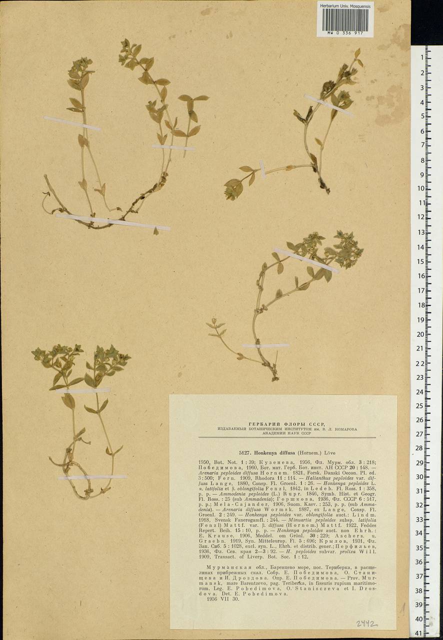 Minuartia diffusa, Eastern Europe, Northern region (E1) (Russia)