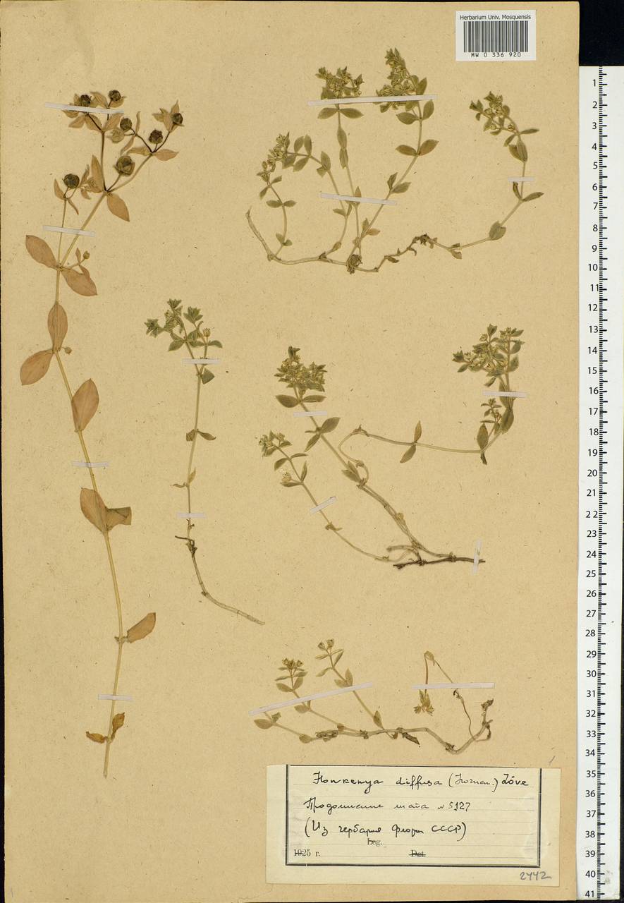 Minuartia diffusa, Eastern Europe, Northern region (E1) (Russia)