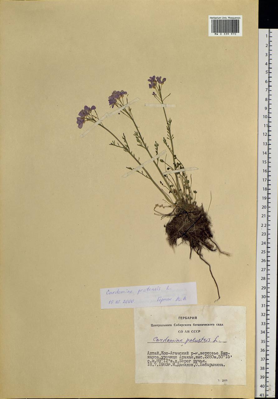 Cardamine pratensis L., Siberia, Altai & Sayany Mountains (S2) (Russia)