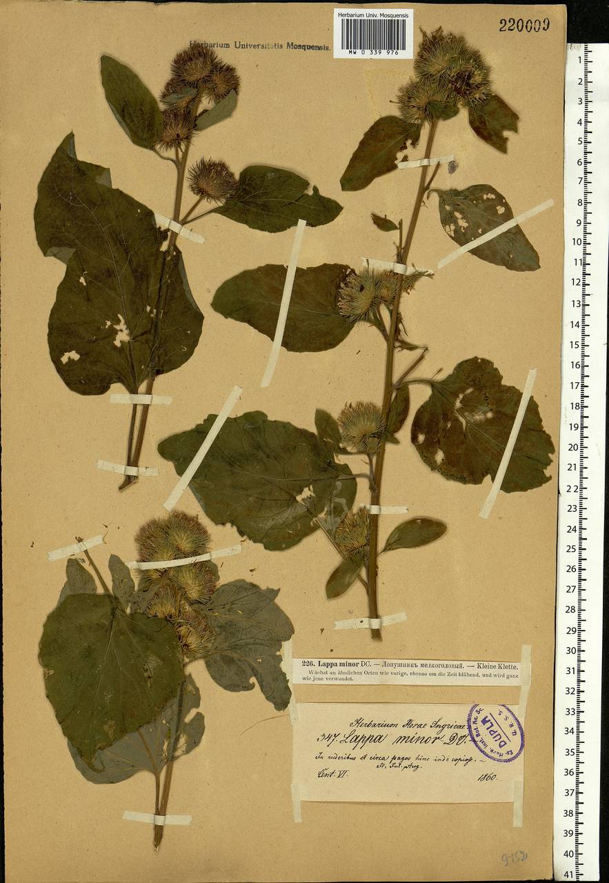Arctium minus (Hill) Bernh., Eastern Europe, North-Western region (E2) (Russia)