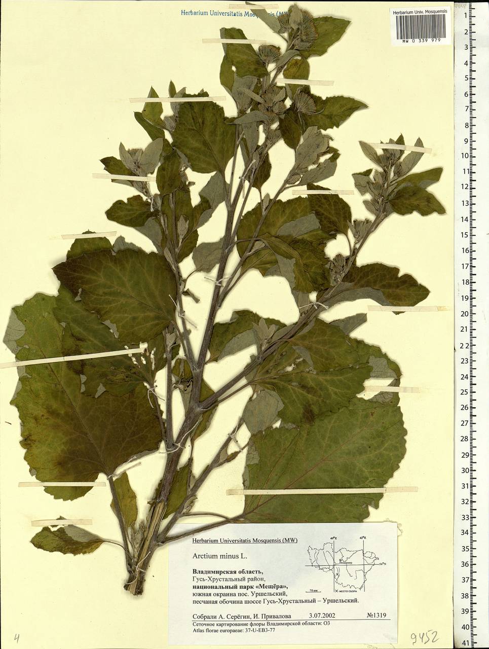Arctium minus (Hill) Bernh., Eastern Europe, Central region (E4) (Russia)