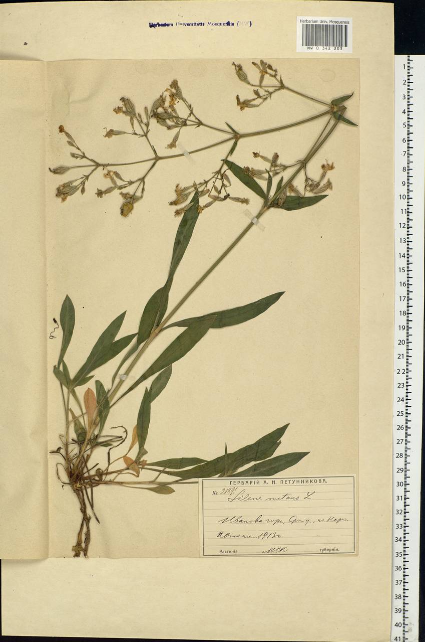 Silene nutans, Eastern Europe, Moscow region (E4a) (Russia)