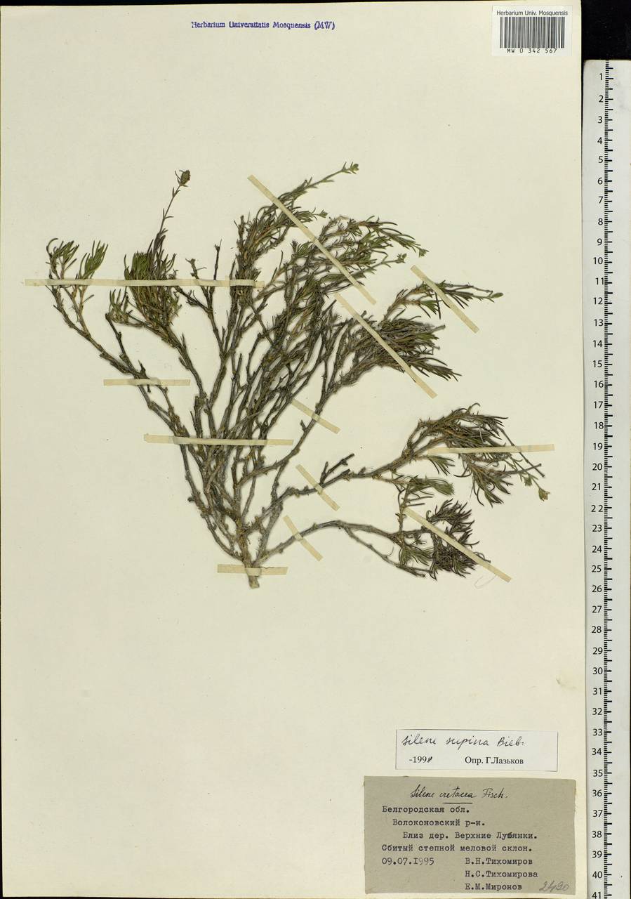 Silene supina M. Bieb., Eastern Europe, Central forest-and-steppe region (E6) (Russia)