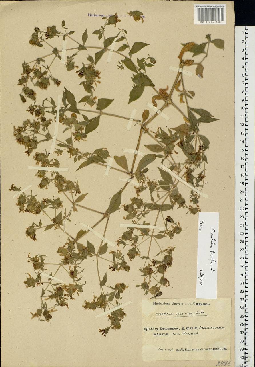 LD Herbarium specimens