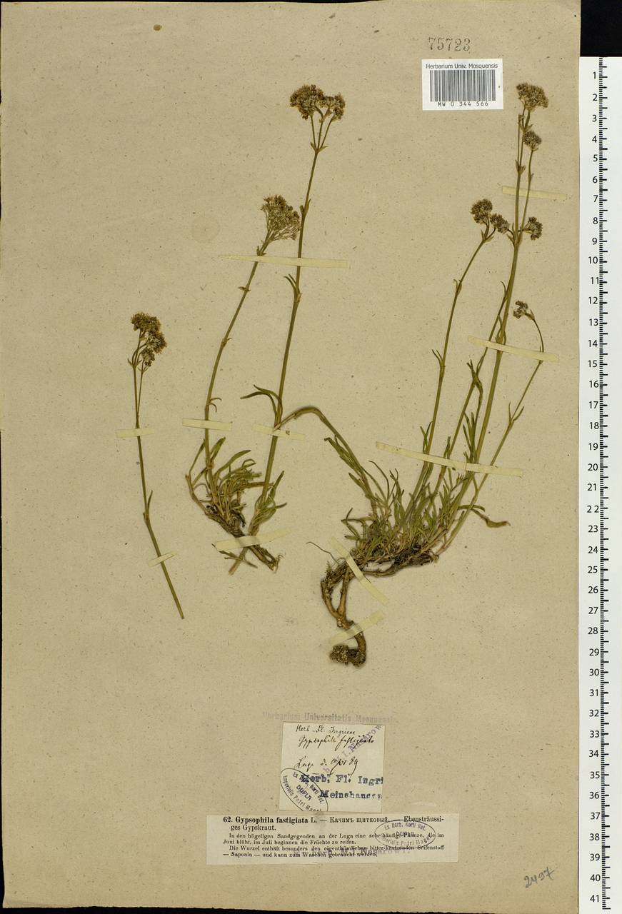 Gypsophila fastigiata L., Eastern Europe, North-Western region (E2) (Russia)