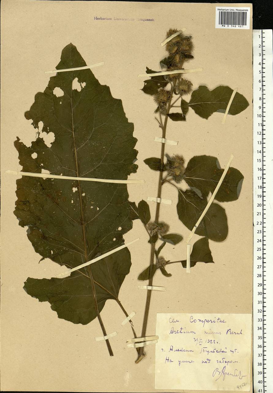 Arctium minus (Hill) Bernh., Eastern Europe, Central region (E4) (Russia)