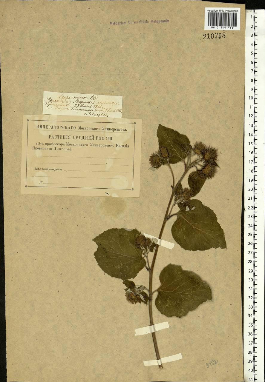 Arctium minus (Hill) Bernh., Eastern Europe, Central region (E4) (Russia)