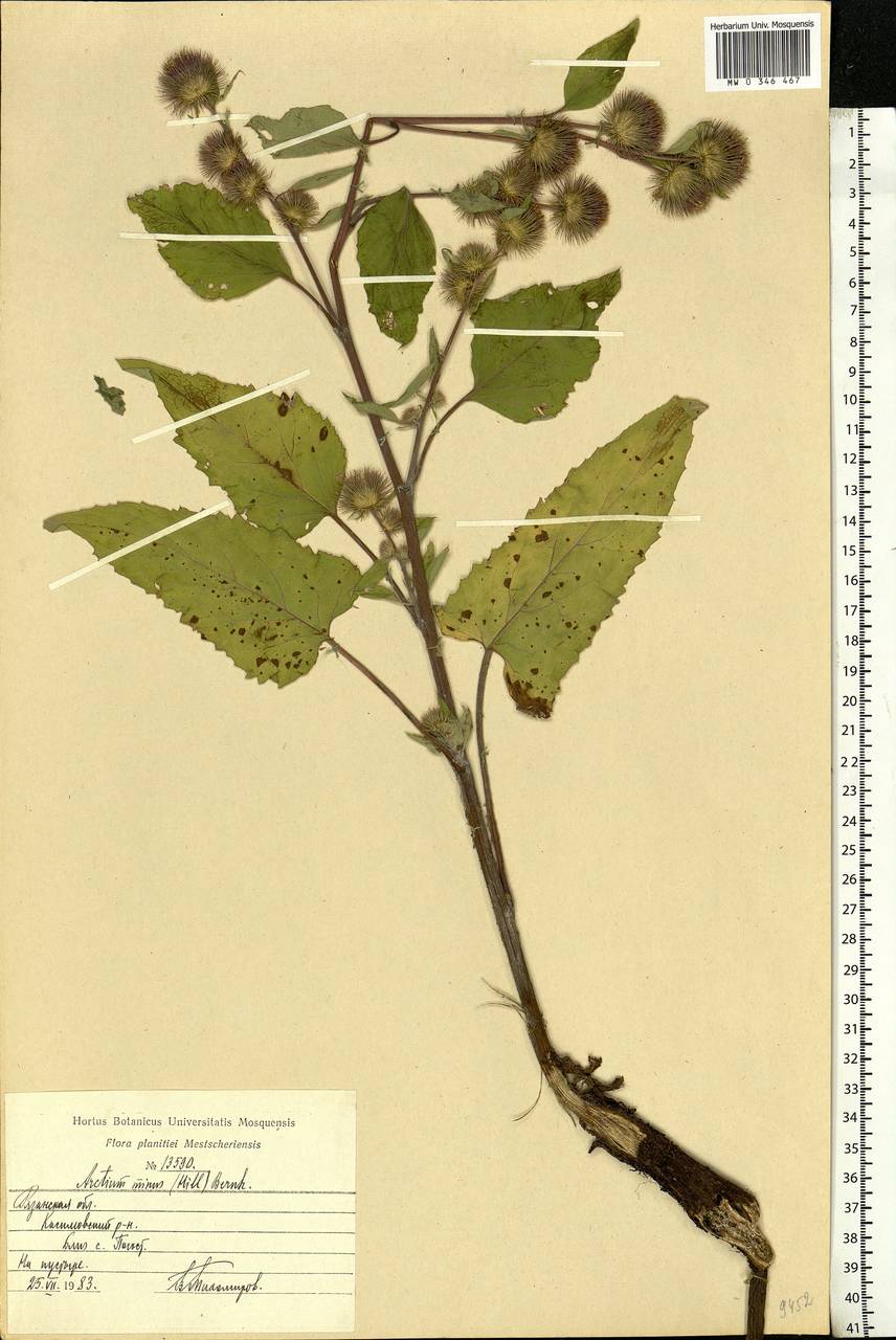 Arctium minus (Hill) Bernh., Eastern Europe, Central region (E4) (Russia)