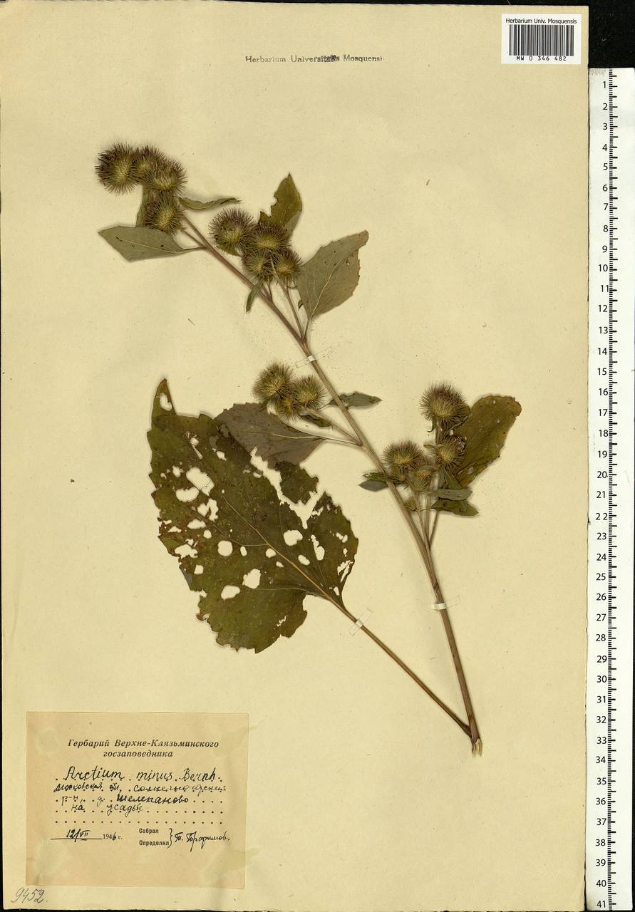 Arctium minus (Hill) Bernh., Eastern Europe, Moscow region (E4a) (Russia)