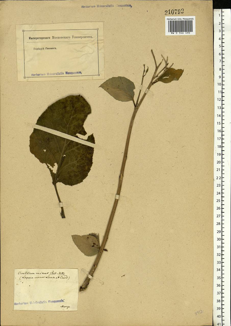 Arctium minus (Hill) Bernh., Eastern Europe, Moscow region (E4a) (Russia)