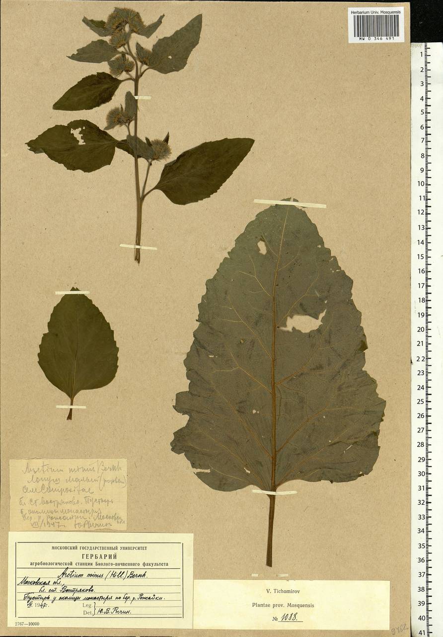 Arctium minus (Hill) Bernh., Eastern Europe, Moscow region (E4a) (Russia)