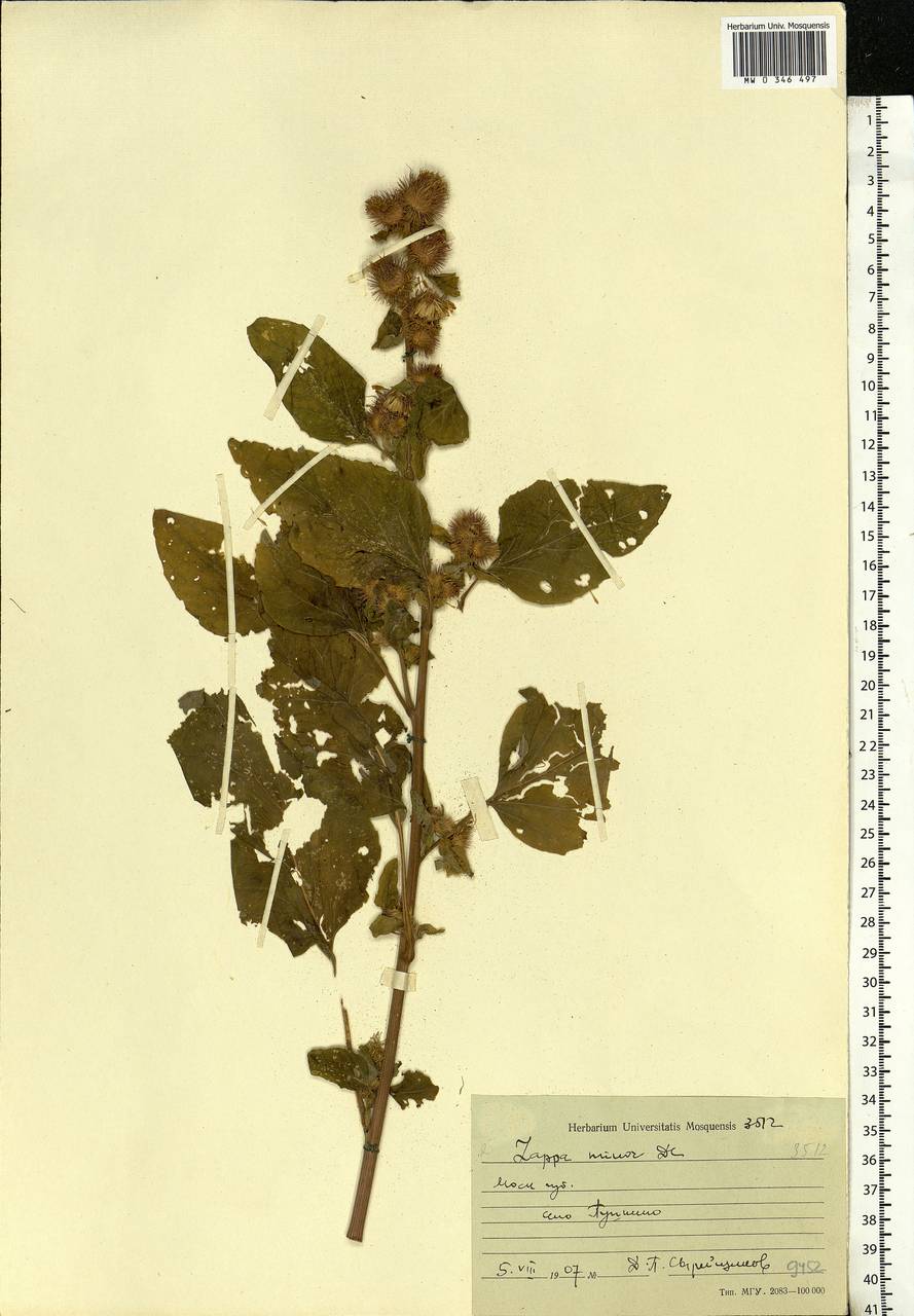 Arctium minus (Hill) Bernh., Eastern Europe, Moscow region (E4a) (Russia)