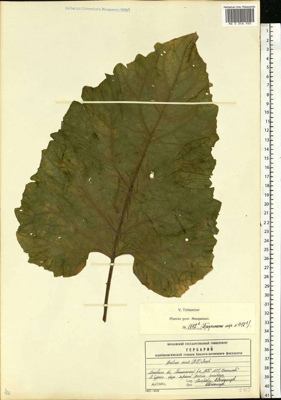 Arctium minus (Hill) Bernh., Eastern Europe, Moscow region (E4a) (Russia)