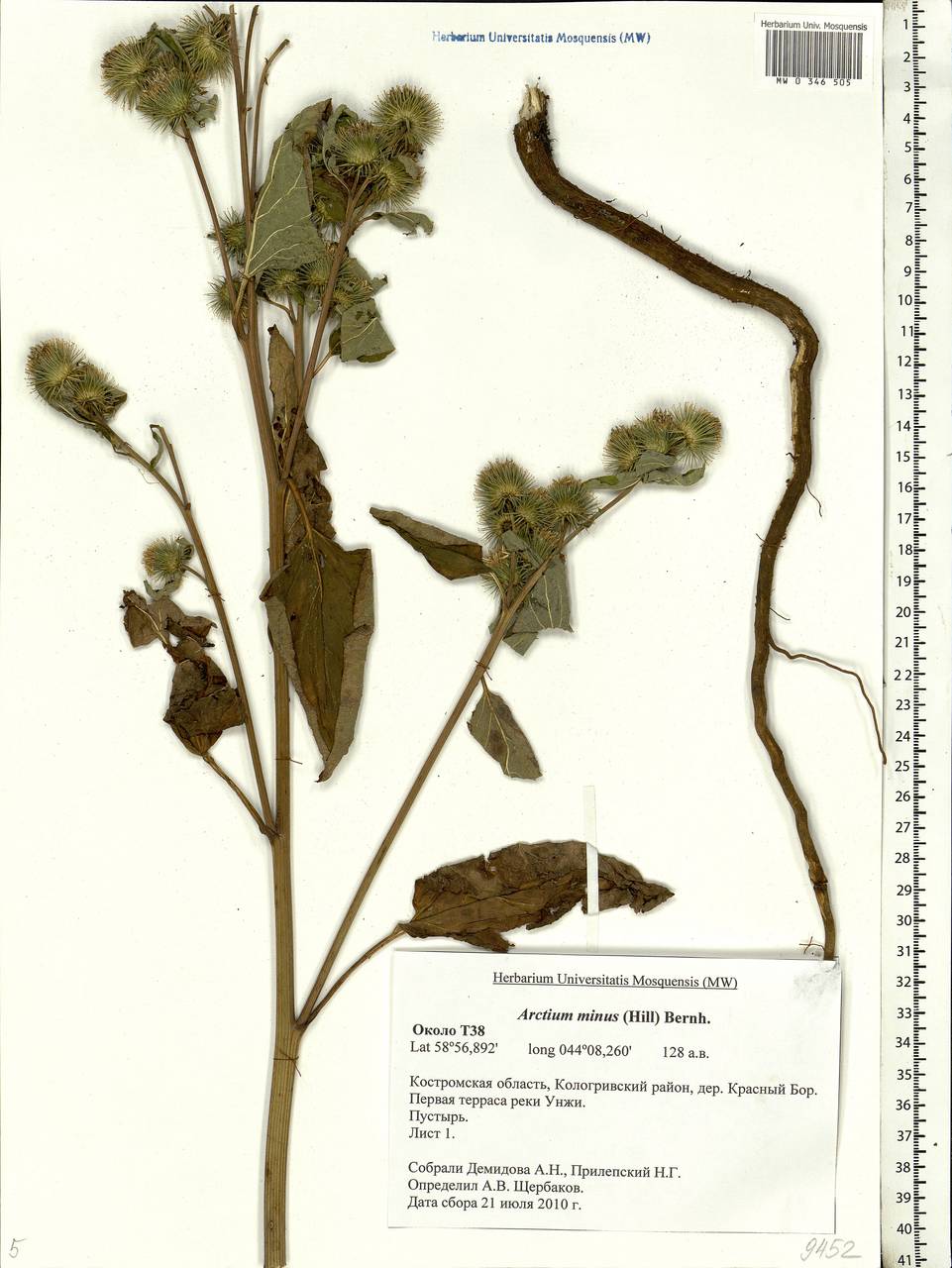 Arctium minus (Hill) Bernh., Eastern Europe, Central forest region (E5) (Russia)