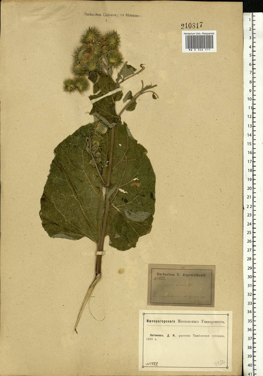 Arctium minus (Hill) Bernh., Eastern Europe, Central forest-and-steppe region (E6) (Russia)
