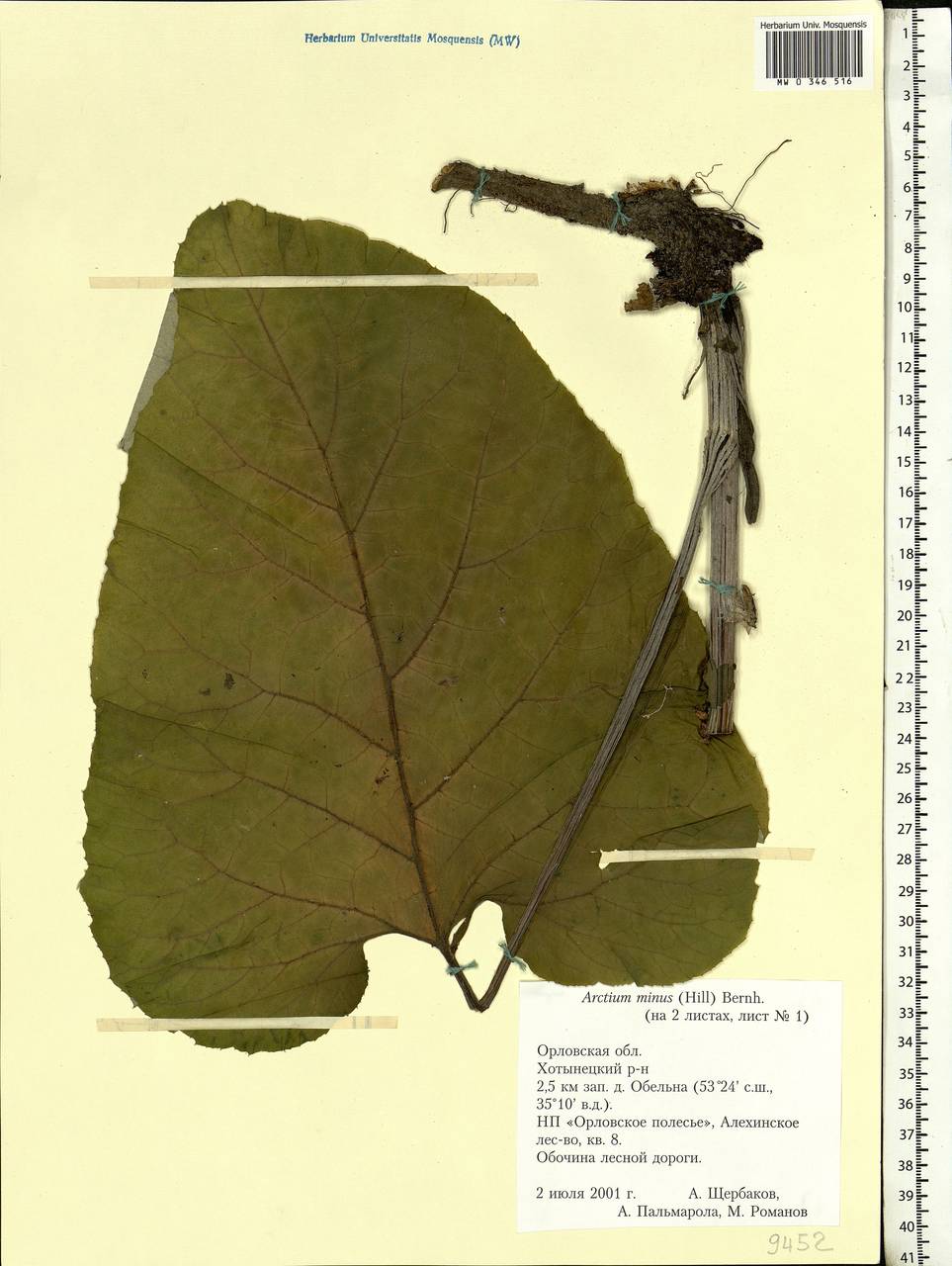 Arctium minus (Hill) Bernh., Eastern Europe, Central forest-and-steppe region (E6) (Russia)