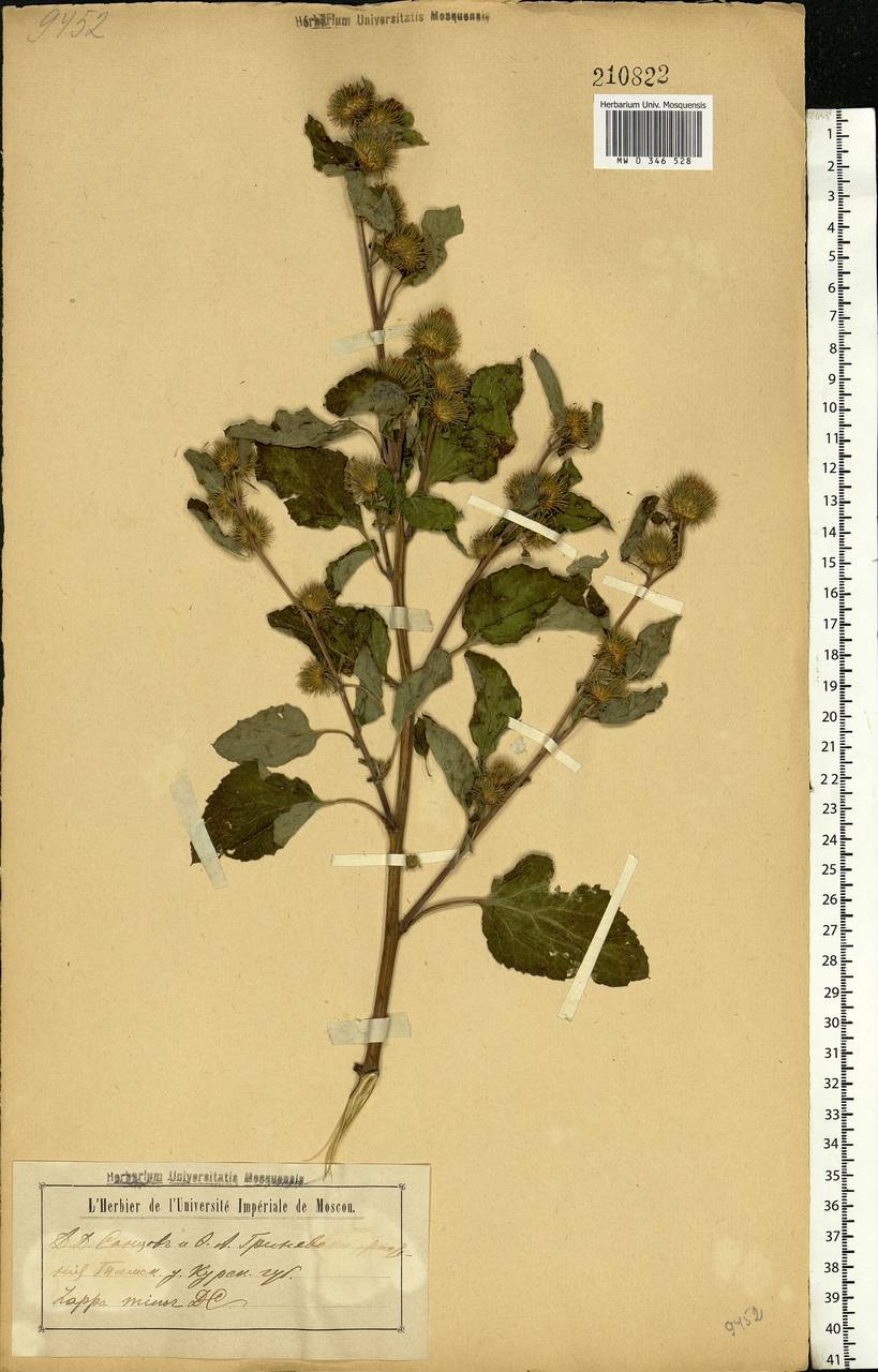 Arctium minus (Hill) Bernh., Eastern Europe, Central forest-and-steppe region (E6) (Russia)