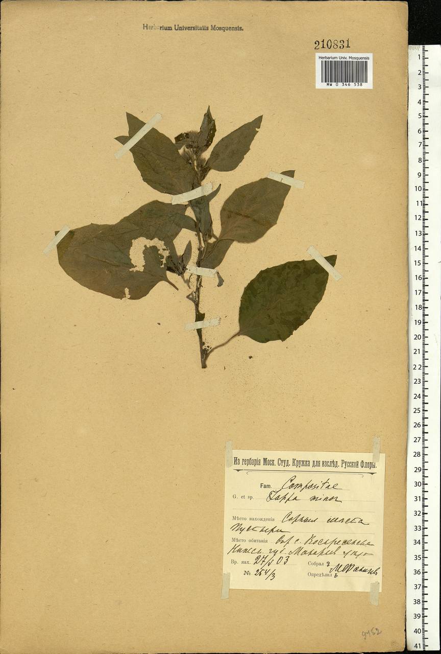 Arctium minus (Hill) Bernh., Eastern Europe, Volga-Kama region (E7) (Russia)