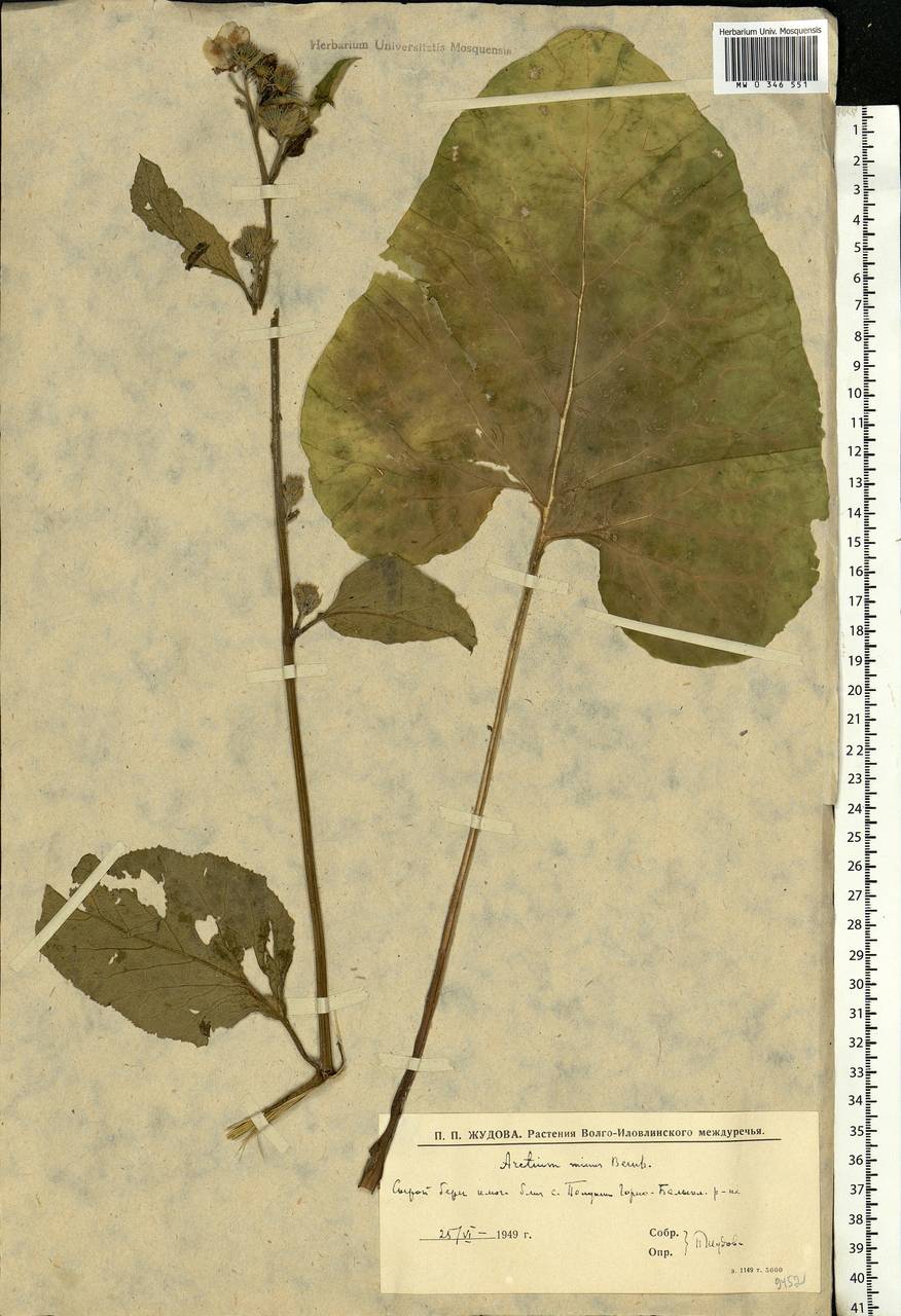 Arctium minus (Hill) Bernh., Eastern Europe, Lower Volga region (E9) (Russia)