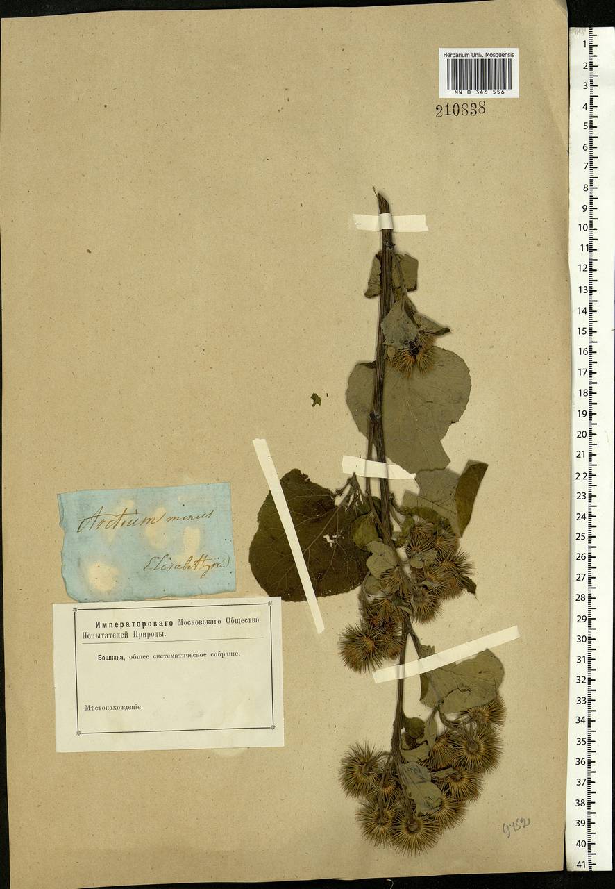 Arctium minus (Hill) Bernh., Eastern Europe, South Ukrainian region (E12) (Ukraine)