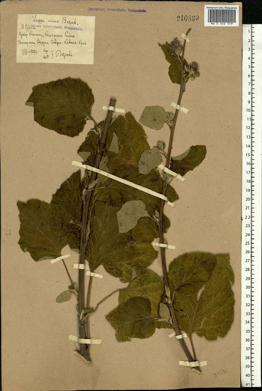 Arctium minus (Hill) Bernh., Eastern Europe, Rostov Oblast (E12a) (Russia)