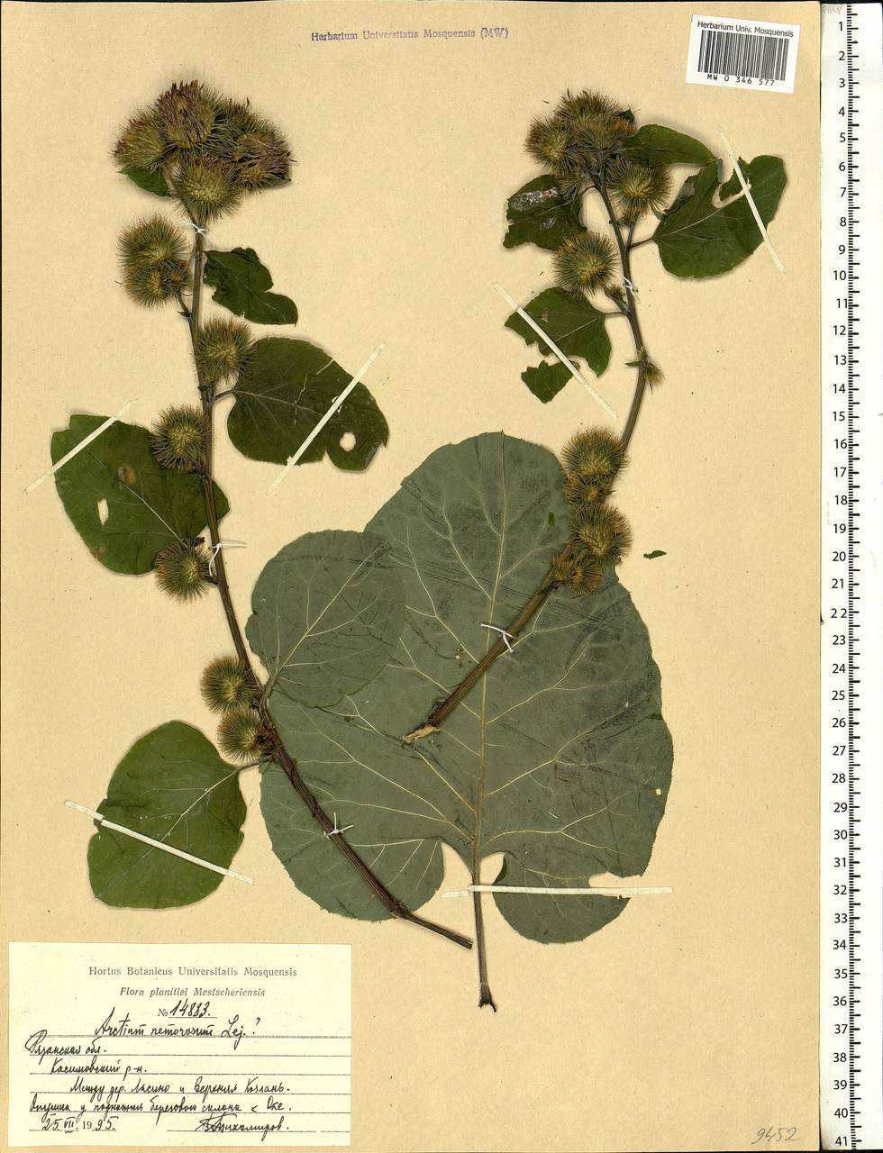 Arctium nemorosum Lej., Eastern Europe, Central region (E4) (Russia)
