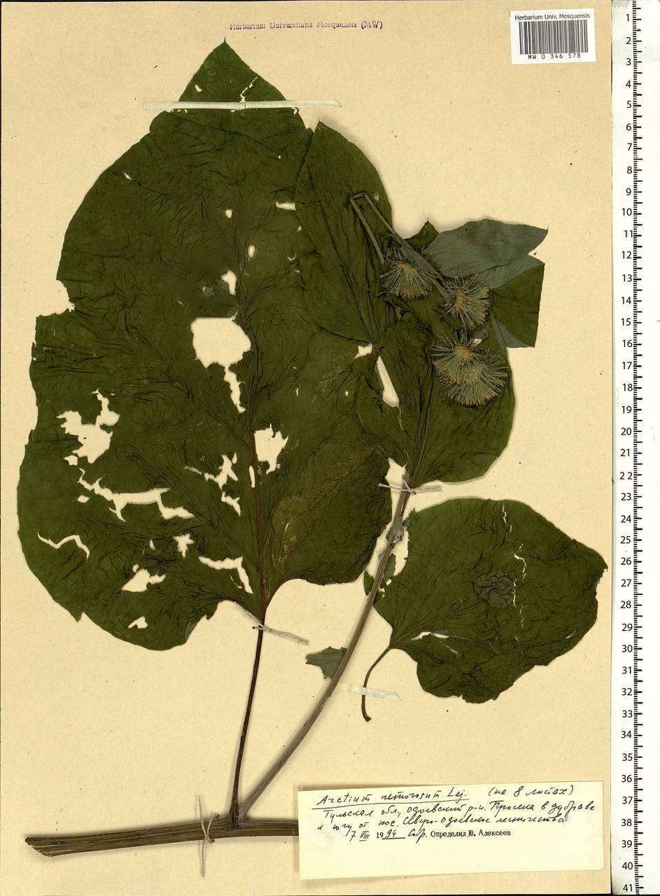 Arctium nemorosum Lej., Eastern Europe, Central region (E4) (Russia)