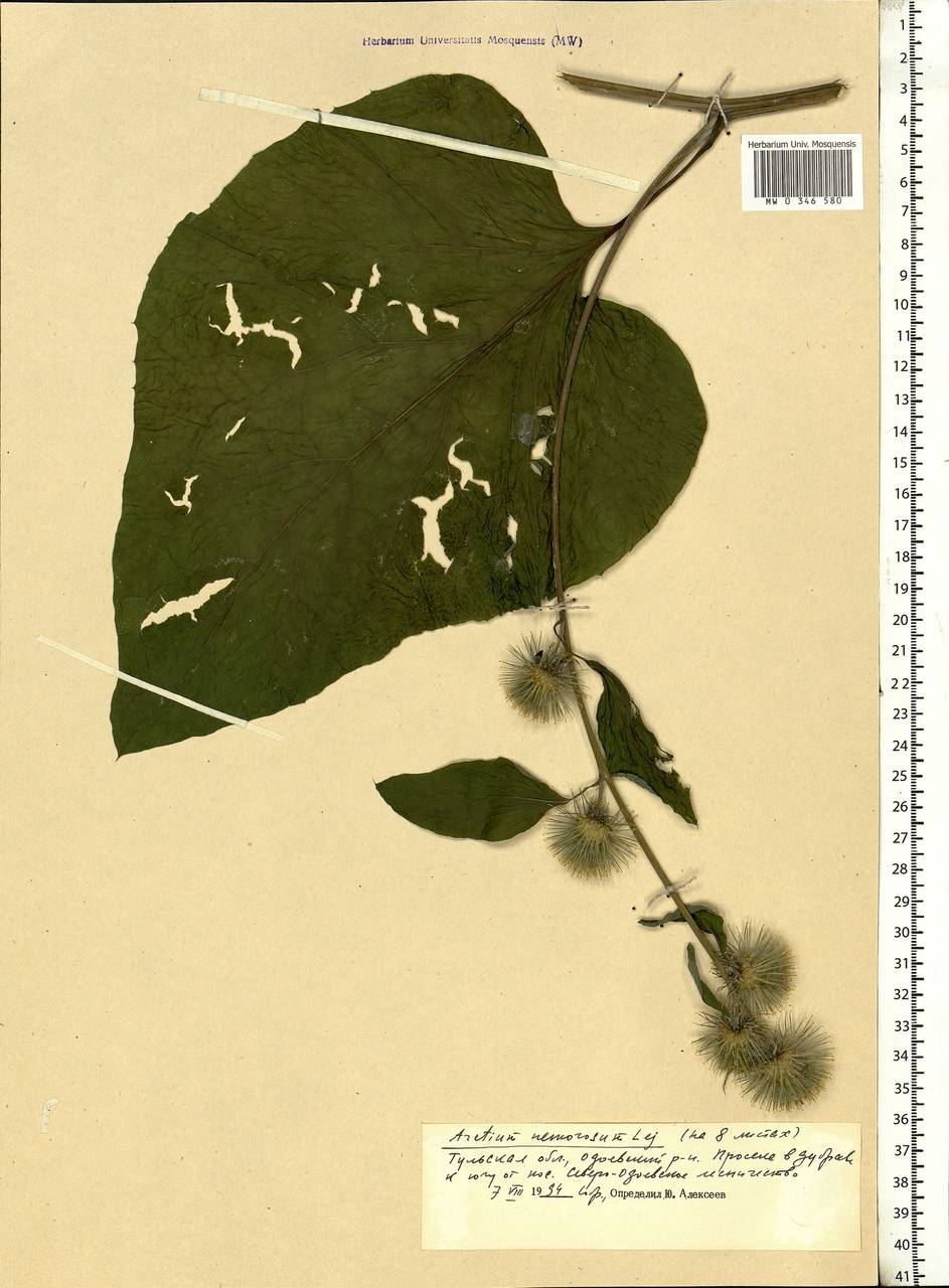 Arctium nemorosum Lej., Eastern Europe, Central region (E4) (Russia)