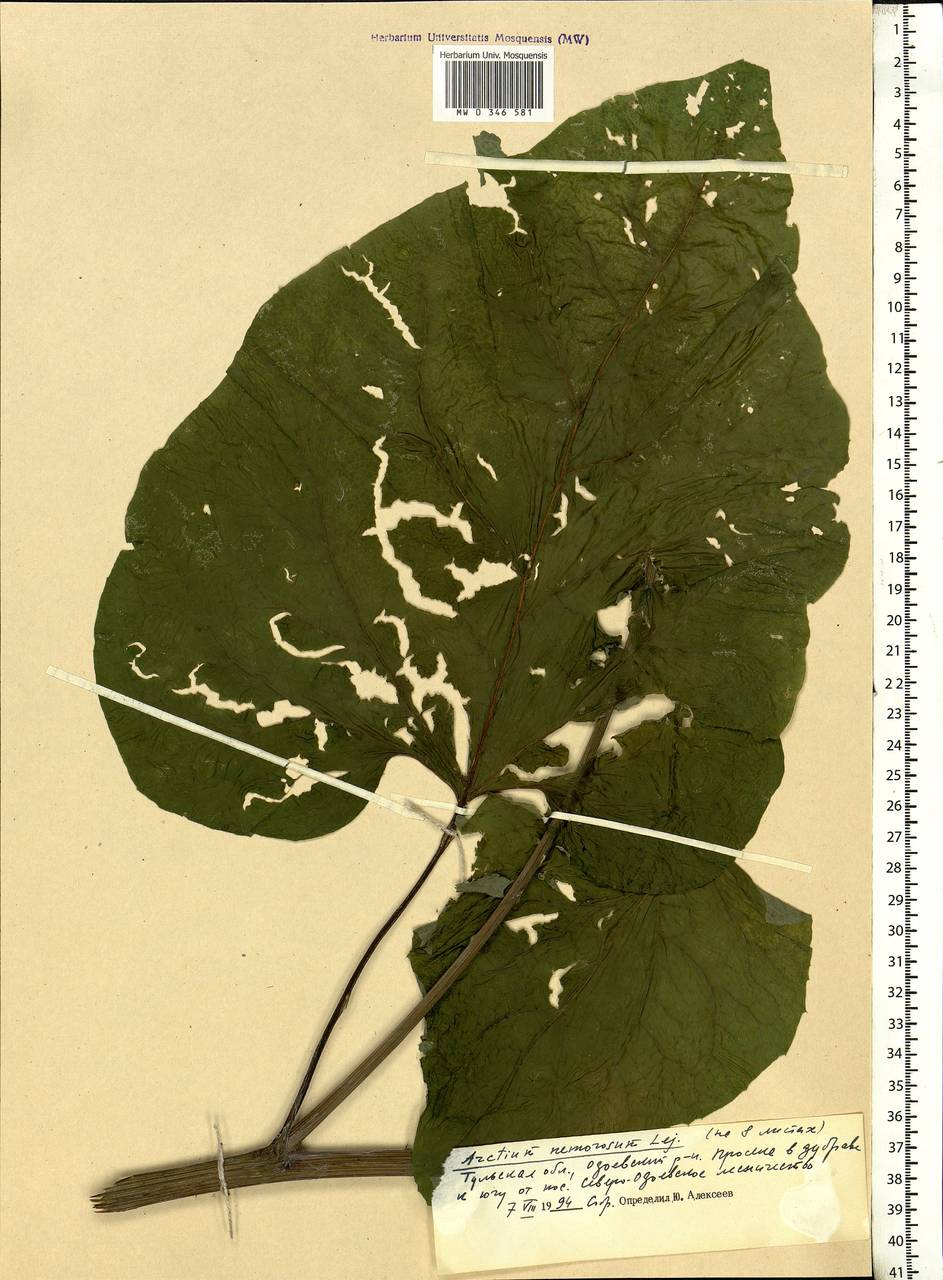 Arctium nemorosum Lej., Eastern Europe, Central region (E4) (Russia)