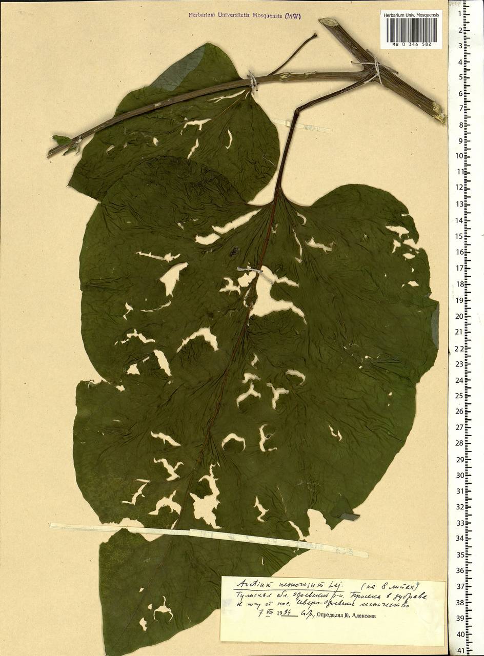 Arctium nemorosum Lej., Eastern Europe, Central region (E4) (Russia)
