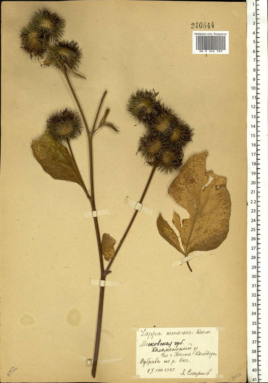 Arctium nemorosum Lej., Eastern Europe, Moscow region (E4a) (Russia)