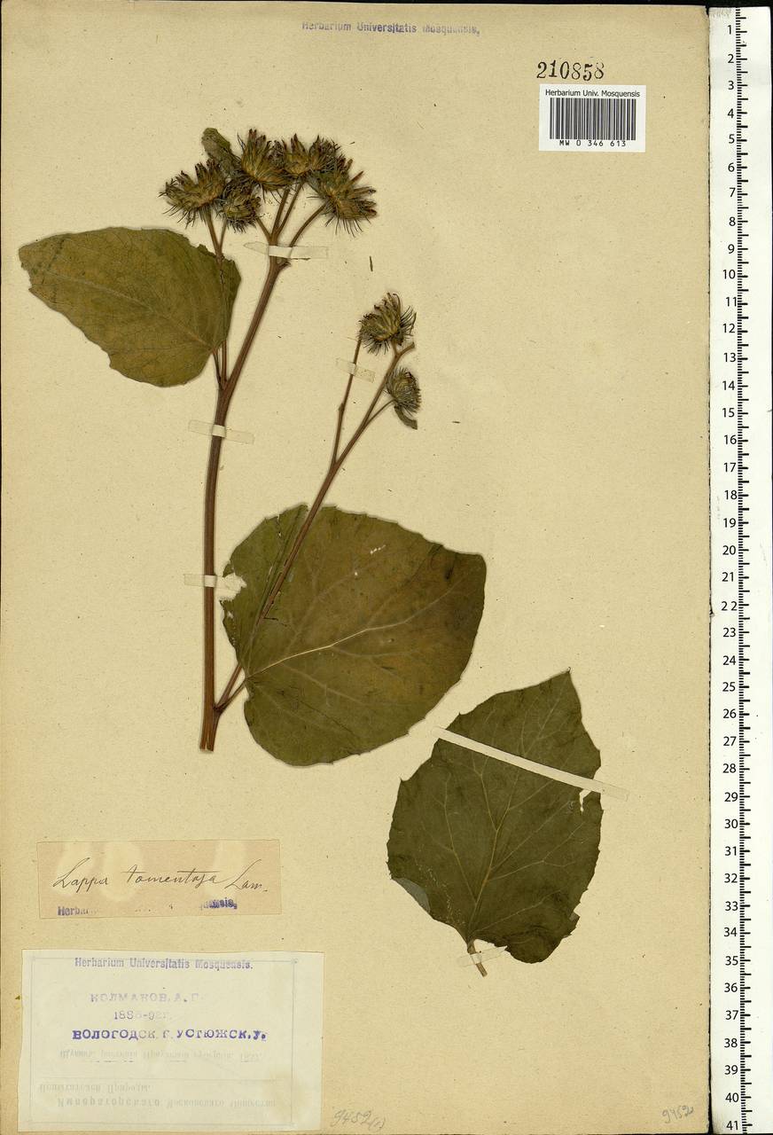 Arctium tomentosum Mill., Eastern Europe, Northern region (E1) (Russia)