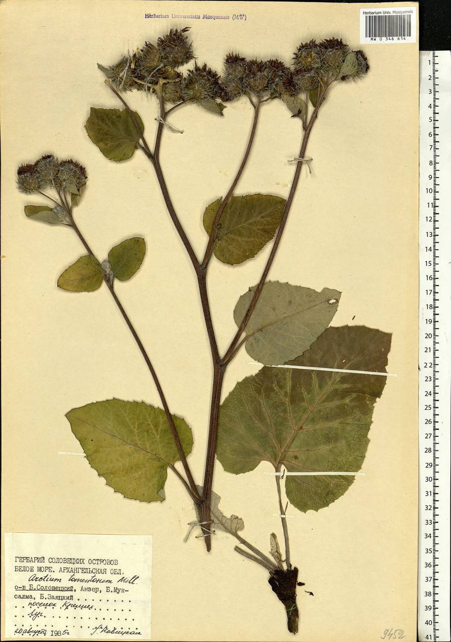 Arctium tomentosum Mill., Eastern Europe, Northern region (E1) (Russia)