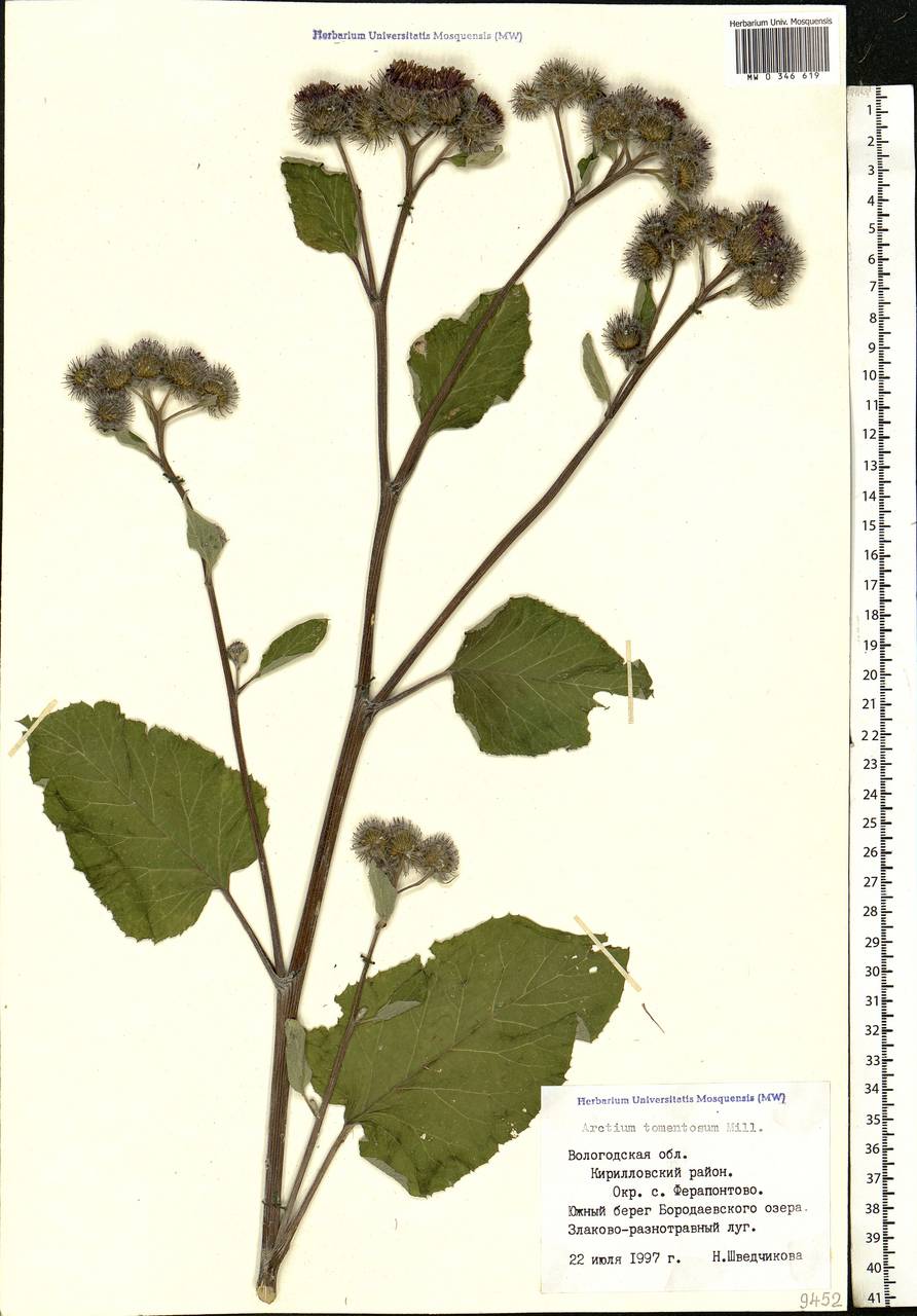 Arctium tomentosum Mill., Eastern Europe, Northern region (E1) (Russia)