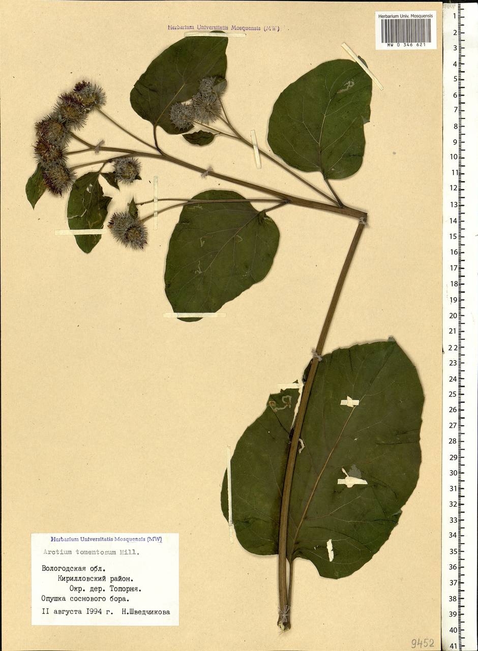 Arctium tomentosum Mill., Eastern Europe, Northern region (E1) (Russia)