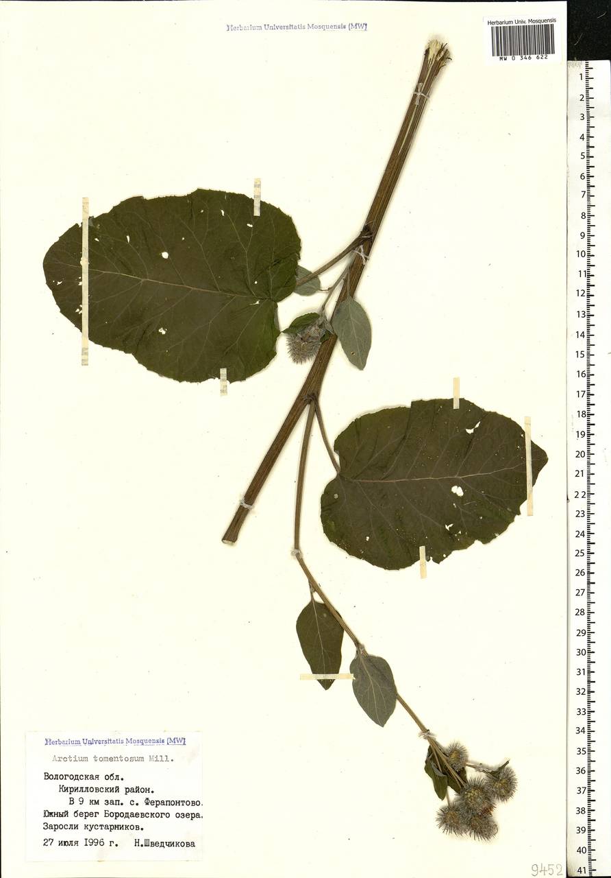 Arctium tomentosum Mill., Eastern Europe, Northern region (E1) (Russia)