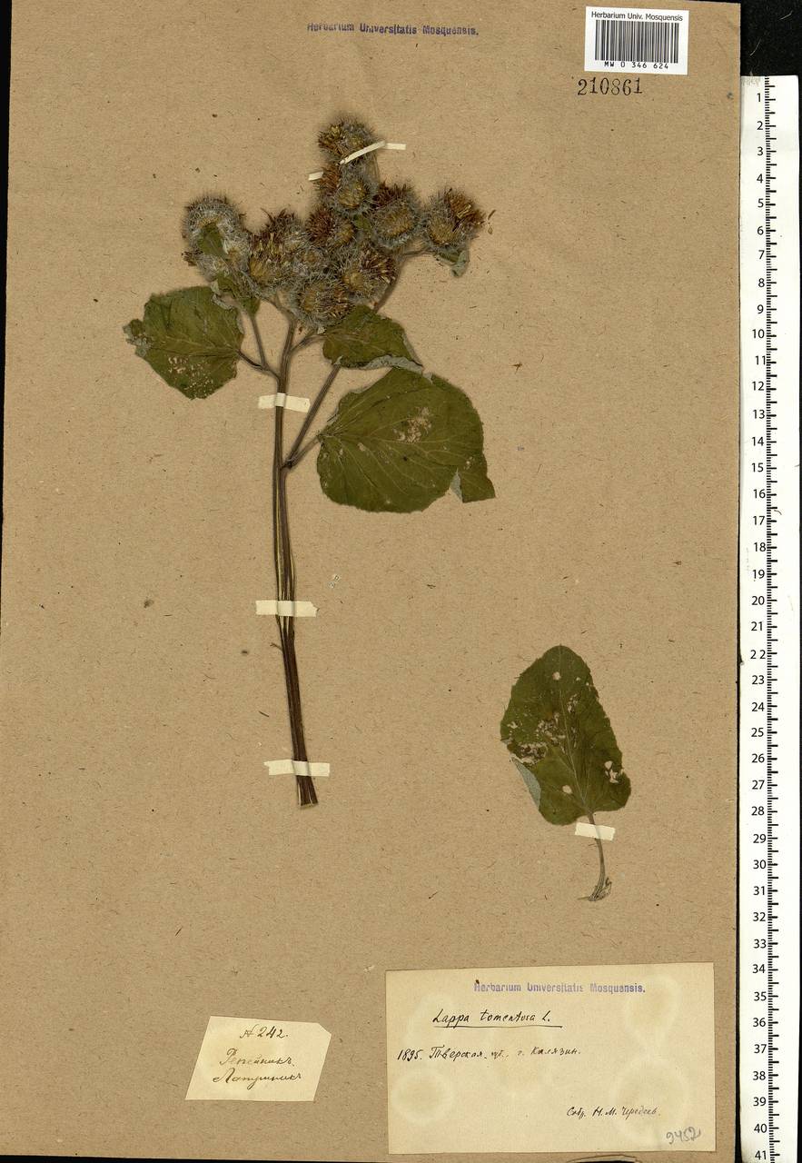 Arctium tomentosum Mill., Eastern Europe, North-Western region (E2) (Russia)