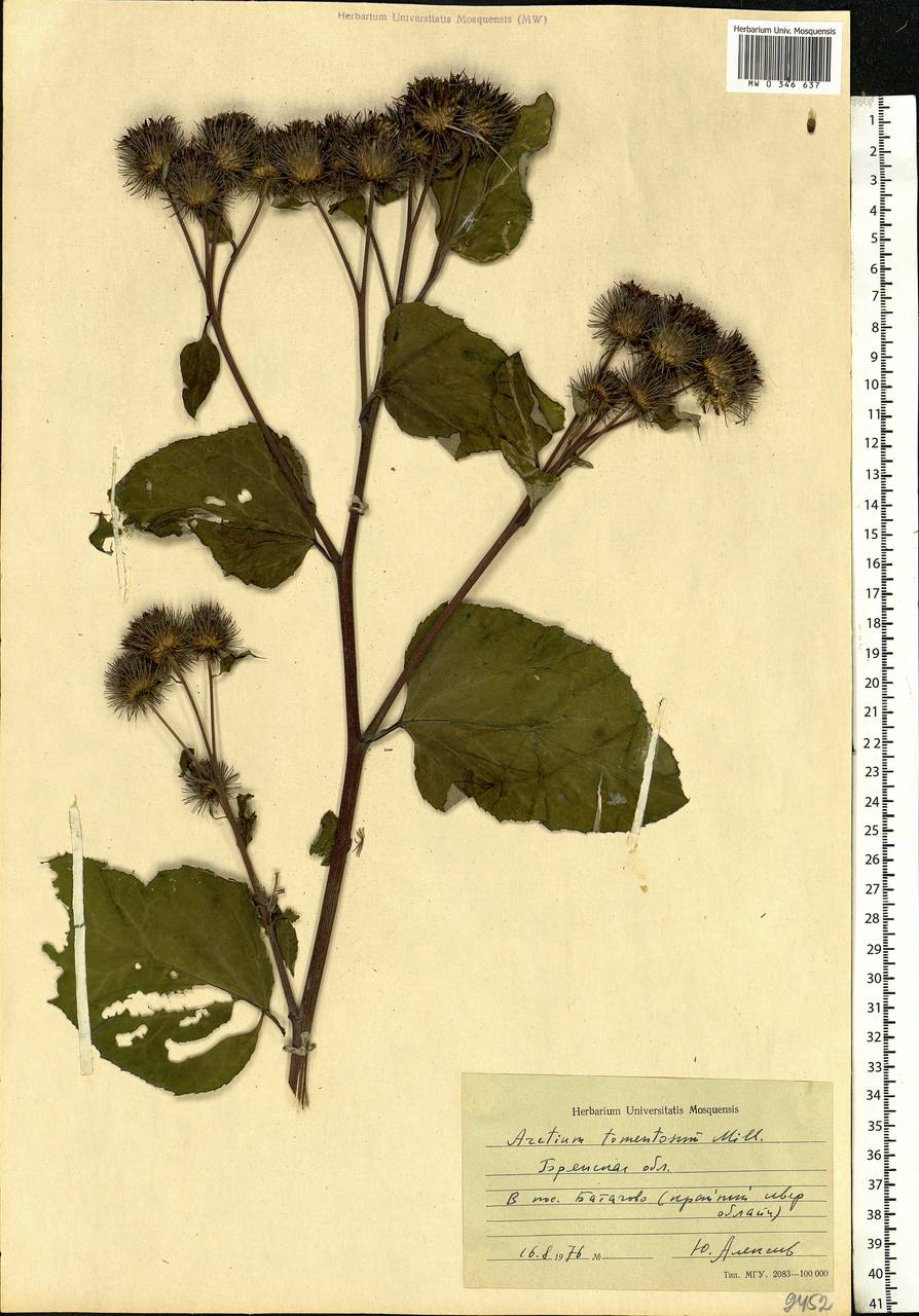 Arctium tomentosum Mill., Eastern Europe, Western region (E3) (Russia)