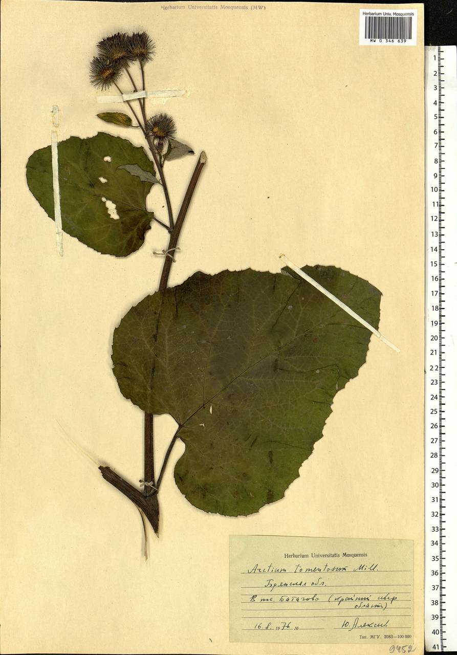 Arctium tomentosum Mill., Eastern Europe, Western region (E3) (Russia)