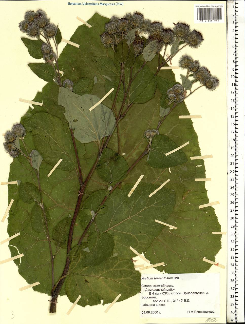 Arctium tomentosum Mill., Eastern Europe, Western region (E3) (Russia)