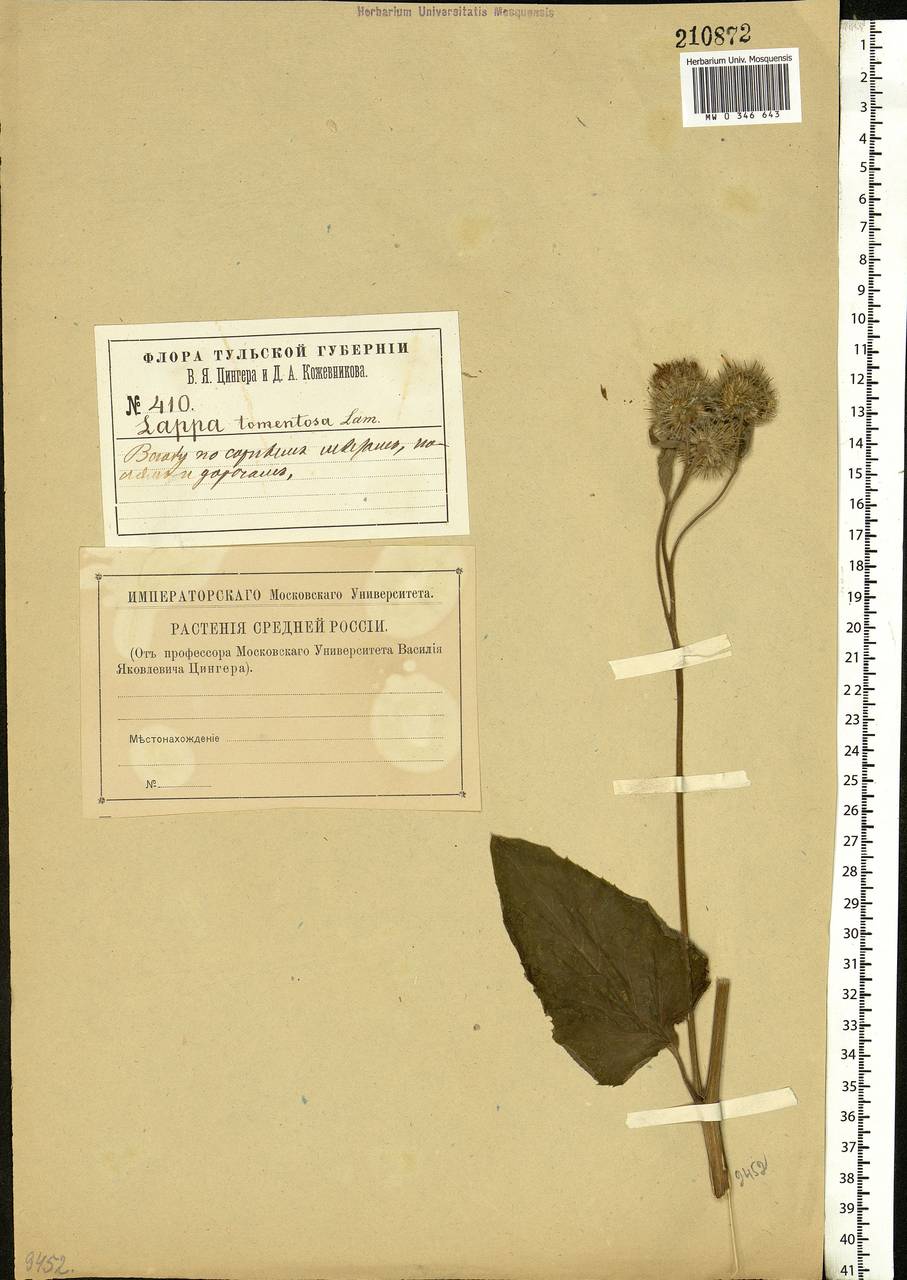 Arctium tomentosum Mill., Eastern Europe, Central region (E4) (Russia)