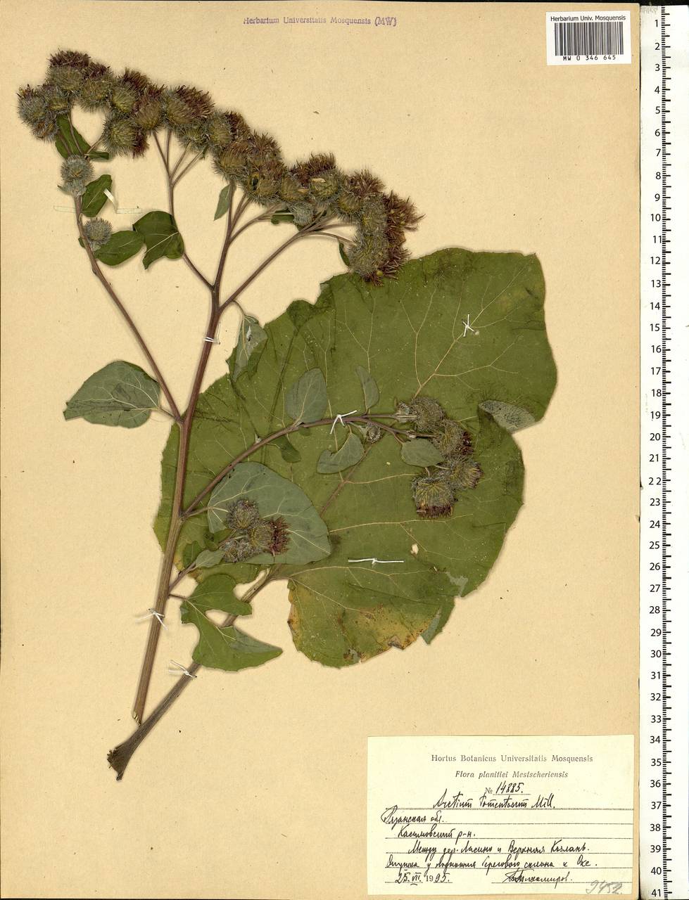 Arctium tomentosum Mill., Eastern Europe, Central region (E4) (Russia)