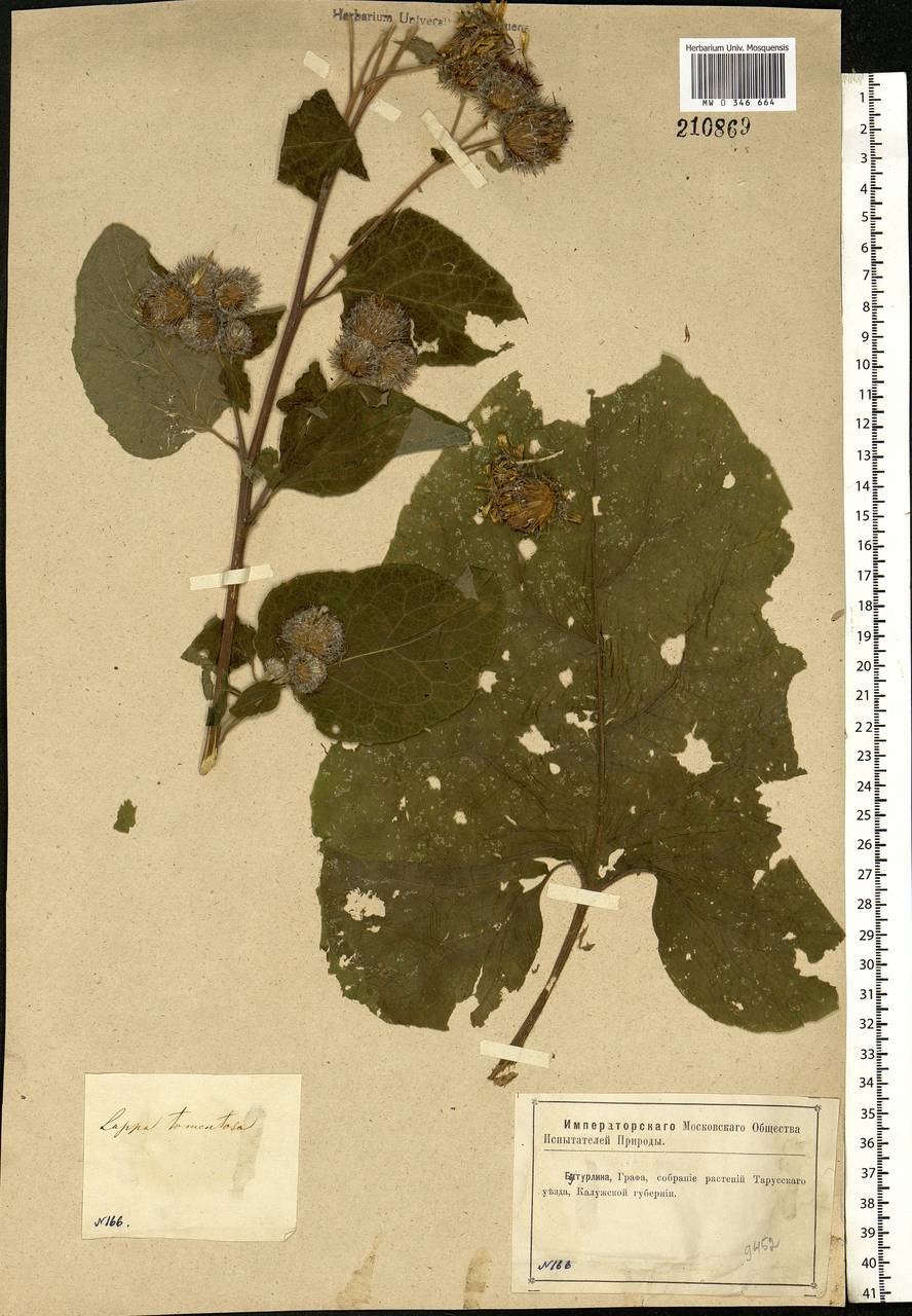 Arctium tomentosum Mill., Eastern Europe, Central region (E4) (Russia)