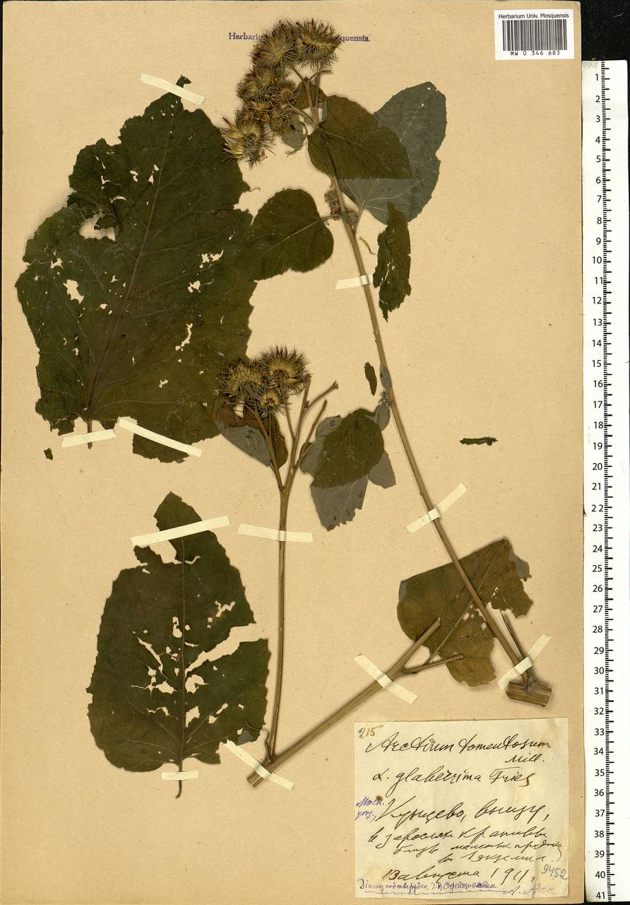 Arctium tomentosum Mill., Eastern Europe, Moscow region (E4a) (Russia)