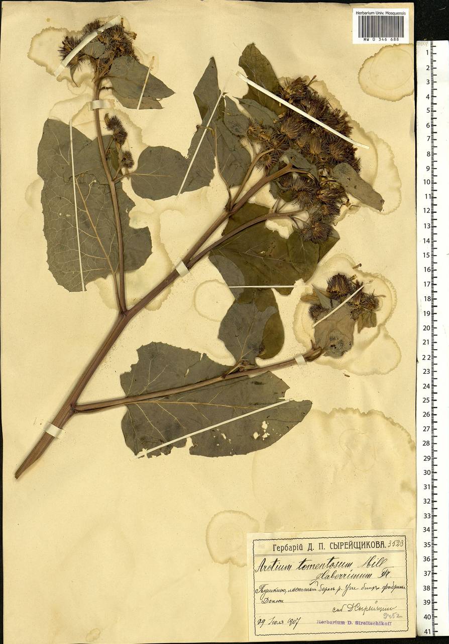 Arctium tomentosum Mill., Eastern Europe, Moscow region (E4a) (Russia)