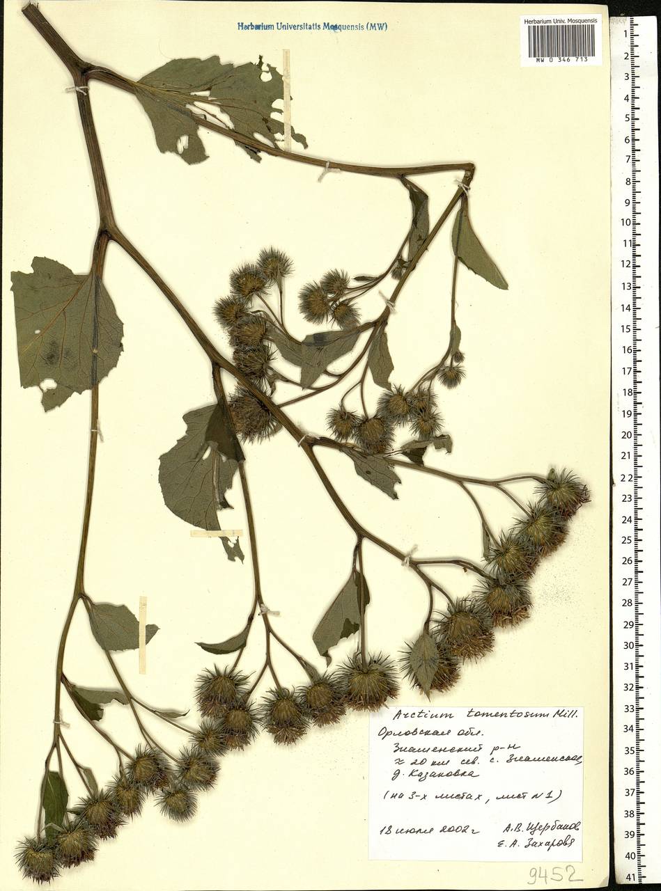 Arctium tomentosum Mill., Eastern Europe, Central forest-and-steppe region (E6) (Russia)