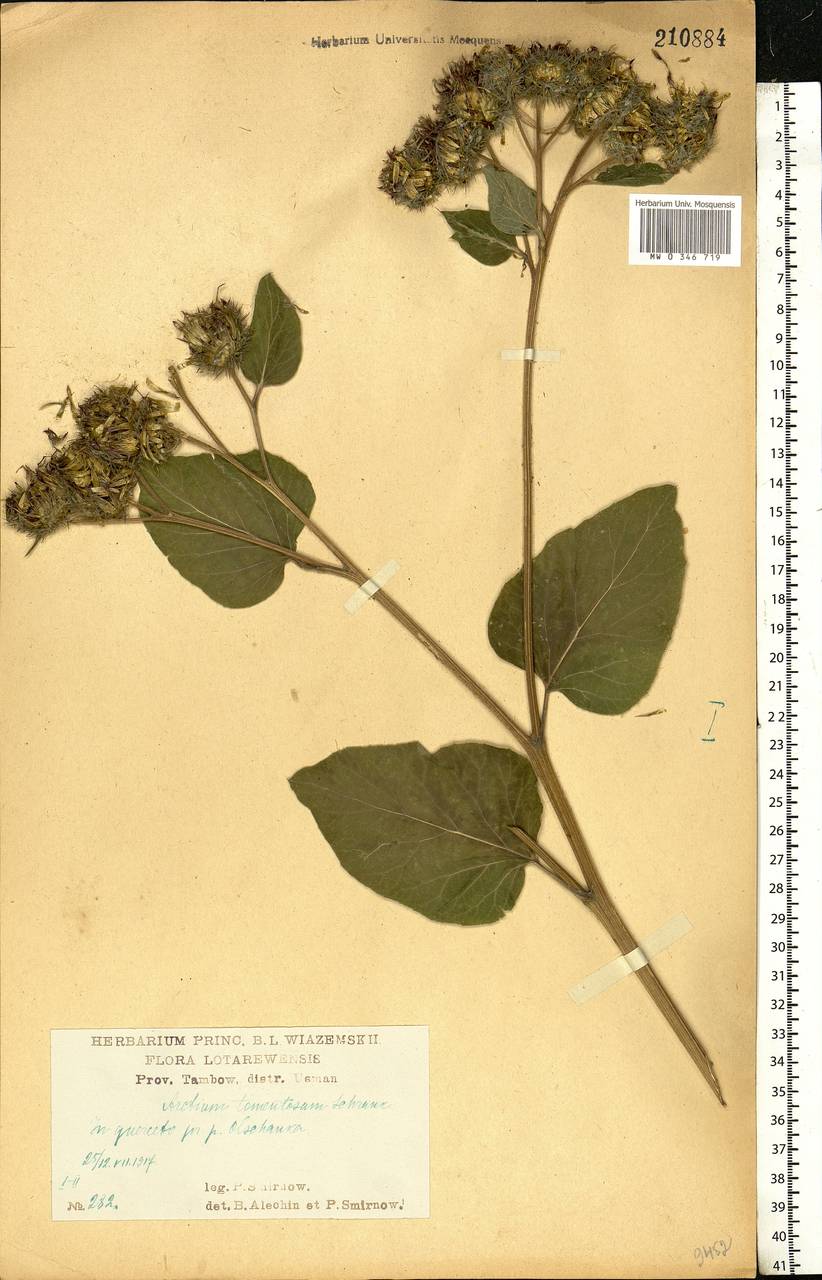 Arctium tomentosum Mill., Eastern Europe, Central forest-and-steppe region (E6) (Russia)