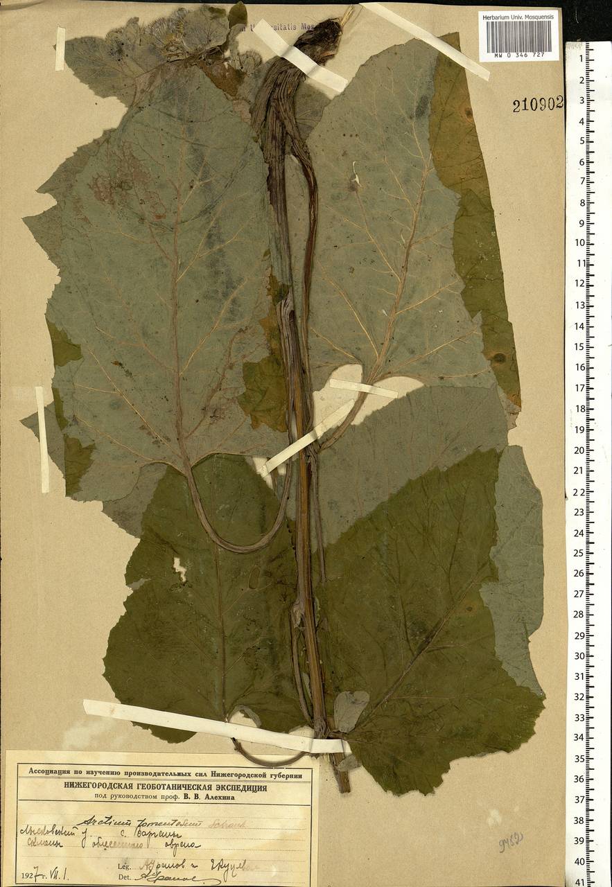Arctium tomentosum Mill., Eastern Europe, Volga-Kama region (E7) (Russia)